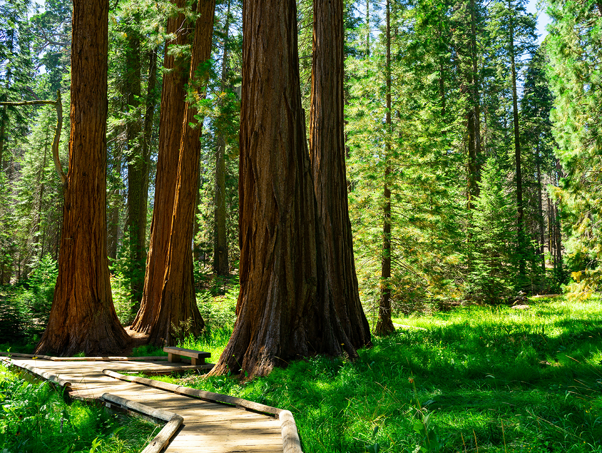 Sequoia National Park, California, USA