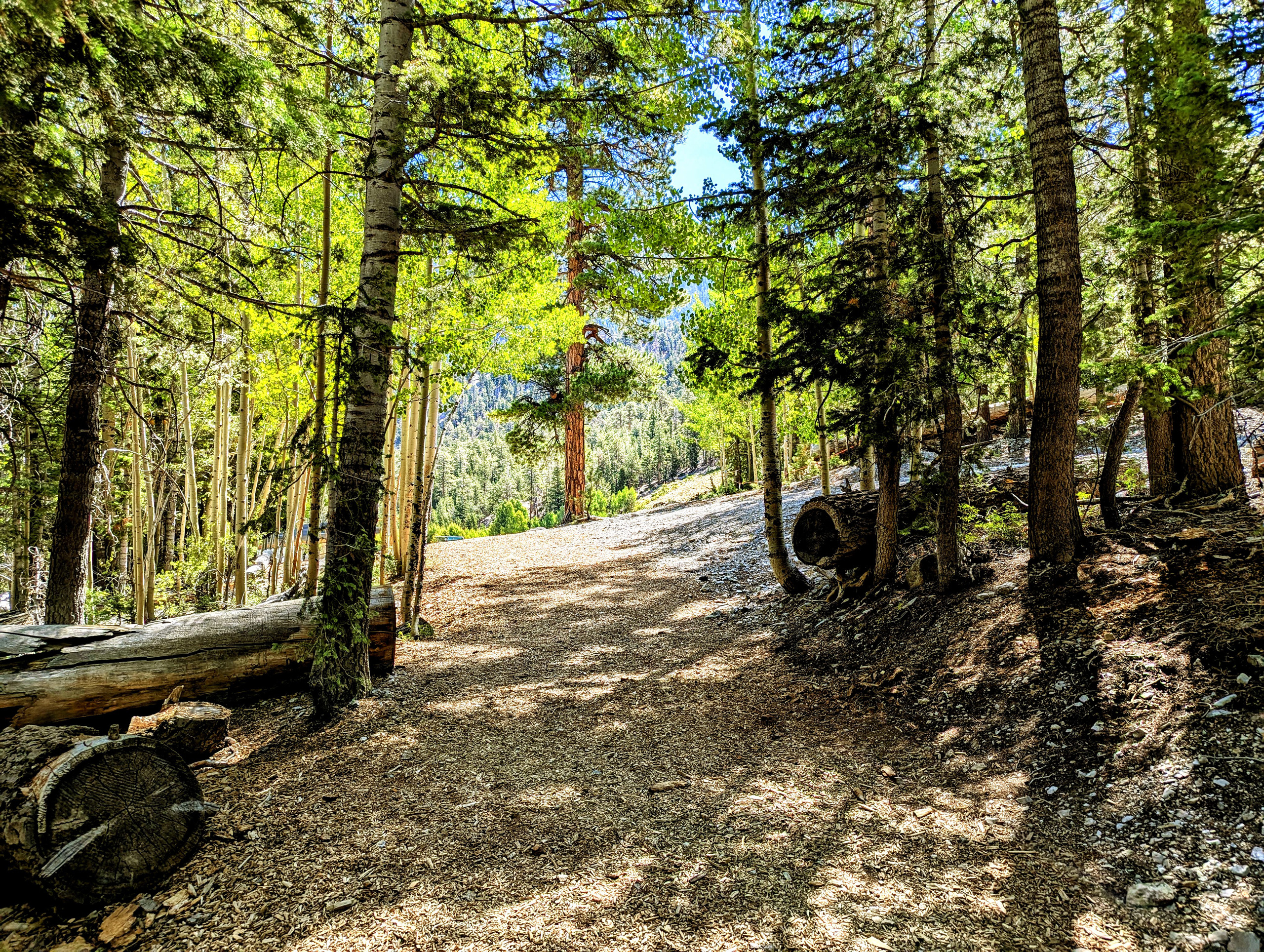 Mount Charleston Hikes
