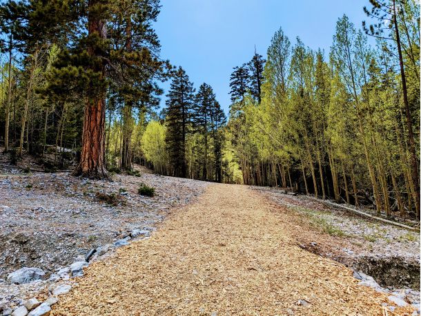 Mount Charleston | Las Vegas | Nevada