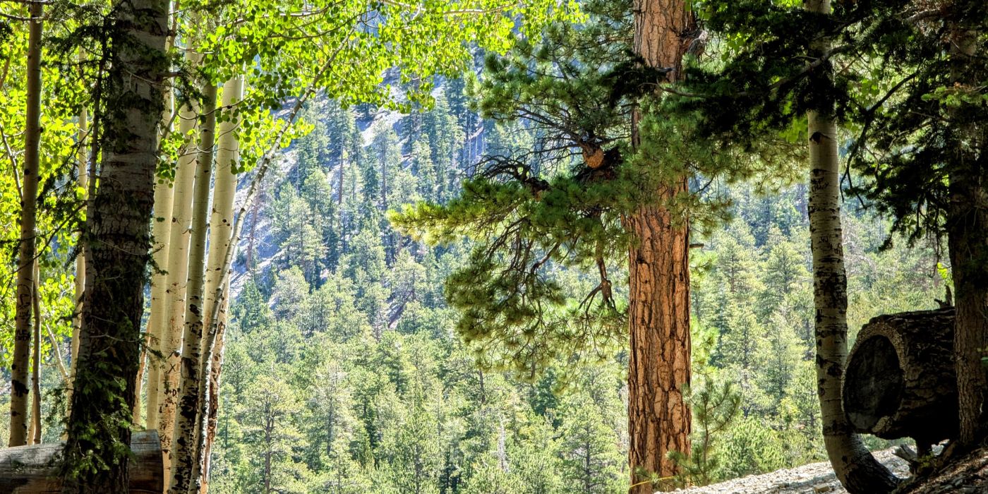 Mt Charleston | Nevada